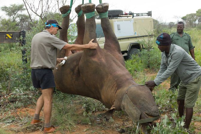 The black rhino's population was decimated in the 20th century, with less than <a href="https://www.iucnredlist.org/species/6557/152728945" target="_blank" target="_blank">2,400</a> left in the wild by the 1990s. In recent years, conservation efforts have more than doubled their numbers, and reintroduction programs are returning the rhino to countries and communities where it was entirely extinct. Translocating 3,000-pound animals like rhinos is no easy task: in the past decade, conservationists have started moving some animals from areas that can't be accessed by road, by helicopter -- hanging them <a href="index-66.html" target="_blank">upside down</a> in the air. Robin Radcliffe (pictured), a researcher at Cornell University, studied how being hung upside down affects rhinos, and found that it's better for their health than lying them on their sides.