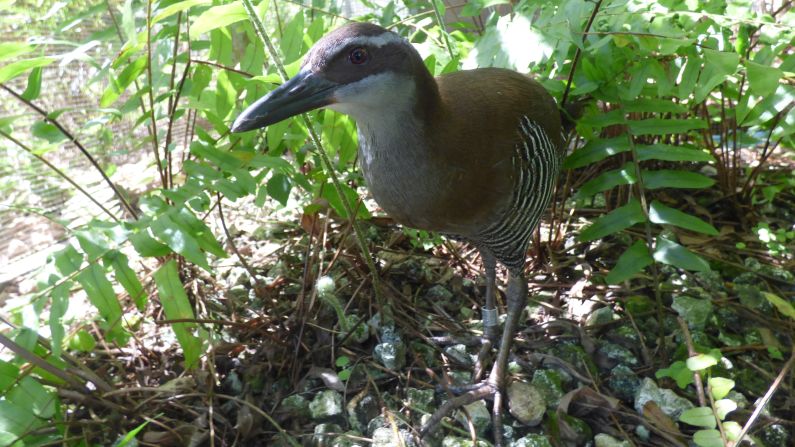 Nearly eaten to extinction by an invasive snake species in the 1970s, the critically endangered <a href="index-71.html" target="_blank">Guam rail </a>was given a second lease of life when conservationists rescued the last 21 birds on the western Pacific island<strong> </strong>in 1981. After an eight-year captive breeding program, they began releasing them into the wild on Rota, a small, snake-free island 30 miles northeast of Guam. Conservationists hope they can return the bird to Guam in the next few years.