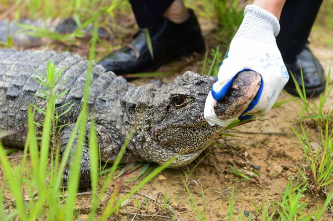 Once widespread across the Yangtze River basin, the Chinese alligator's numbers declined drastically as much of their habitat was converted to rice fields. In <a href="https://china.wcs.org/Wildlife/Chinese-Alligator.aspx" target="_blank" target="_blank">1999</a>, a survey found around 100 animals in the wild at just 10 locations, but in <a href="https://www.iucncsg.org/365_docs/attachments/protarea/02_A-aae9ca58.pdf" target="_blank" target="_blank">2001</a>, captive breeding and reintroduction programs started returning small numbers of the reptiles to protected areas. In 2019, a further release of <a href="index-64.html" target="_blank" target="_blank">120</a> alligators more than doubled the wild population.