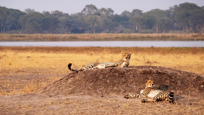 In the 20th century, cheetah numbers plummeted by <a href="https://www.ncbi.nlm.nih.gov/pmc/articles/PMC7150087/" target="_blank" target="_blank">93%</a> due to hunting and habitat loss. The big cat became extinct in many of its historic territories, including India, and 90% of its former range in Africa. A reintroduction program in Malawi's <a href="https://www.africanparks.org/cheetahs-return-malawi-after-20-year-absence#" target="_blank" target="_blank">Liwonde National Park</a> (pictured) in 2017 saw the predatory mammal return to the country for the first time in 20 years, but the population still struggles with low numbers and a lack of genetic diversity which makes them vulnerable to disease.